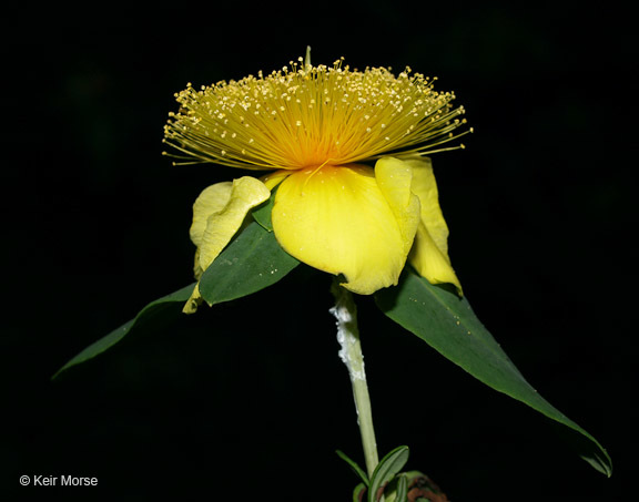 Image de Hypericum frondosum Michx.