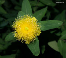 Image of cedarglade St. Johnswort