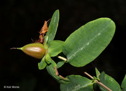 Image of cedarglade St. Johnswort