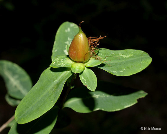 Image of cedarglade St. Johnswort