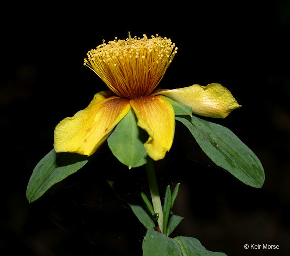 Image de Hypericum frondosum Michx.