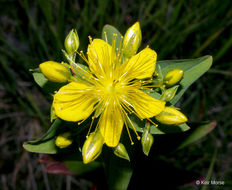 Image of Mountain St. John's-Wort