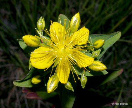 Sivun Hypericum graveolens Buckl. kuva