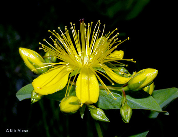 Image de Hypericum graveolens Buckl.