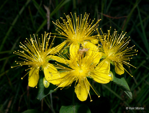 Image de Hypericum graveolens Buckl.