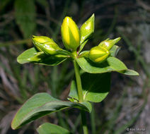 Image de Hypericum graveolens Buckl.