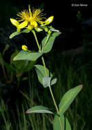 Image of Mountain St. John's-Wort