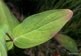 Image de Hypericum graveolens Buckl.