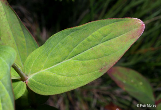 Image of Mountain St. John's-Wort