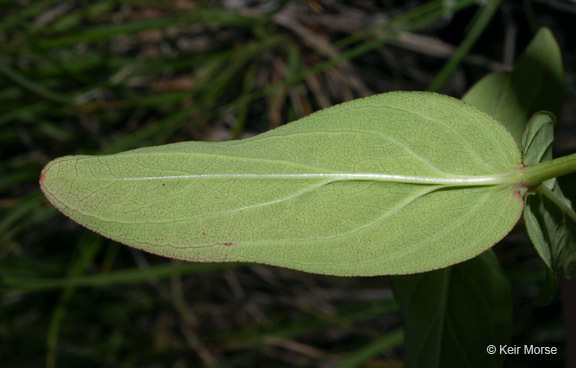 Image of Mountain St. John's-Wort