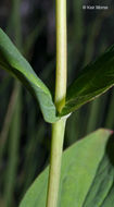 Image de Hypericum graveolens Buckl.