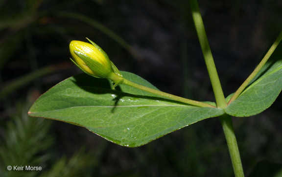 Image de Hypericum graveolens Buckl.