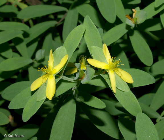 Imagem de Hypericum hypericoides subsp. multicaule (Michaux ex Willd.) N. K. B. Robson