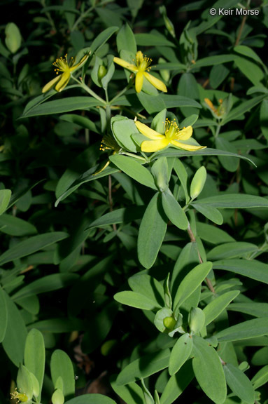 Imagem de Hypericum hypericoides subsp. multicaule (Michaux ex Willd.) N. K. B. Robson