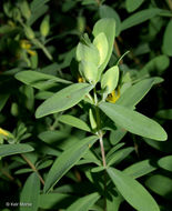 Imagem de Hypericum hypericoides subsp. multicaule (Michaux ex Willd.) N. K. B. Robson