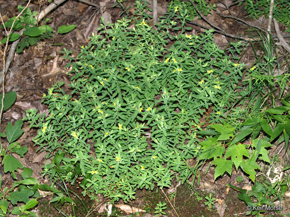 Image de Hypericum hypericoides subsp. multicaule (Michaux ex Willd.) N. K. B. Robson