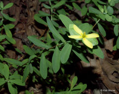 Image de Hypericum hypericoides subsp. multicaule (Michaux ex Willd.) N. K. B. Robson