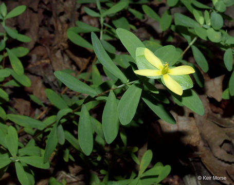 Imagem de Hypericum hypericoides subsp. multicaule (Michaux ex Willd.) N. K. B. Robson