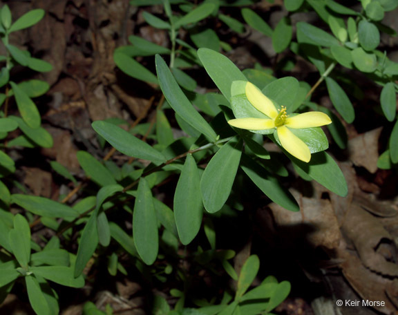 Imagem de Hypericum hypericoides subsp. multicaule (Michaux ex Willd.) N. K. B. Robson