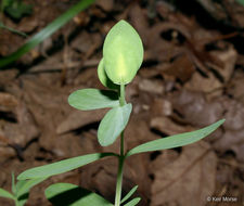 Image de Hypericum hypericoides subsp. multicaule (Michaux ex Willd.) N. K. B. Robson