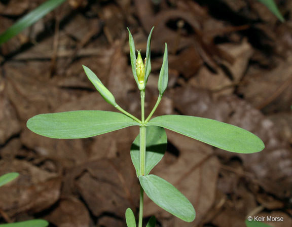 Image de Hypericum hypericoides subsp. multicaule (Michaux ex Willd.) N. K. B. Robson