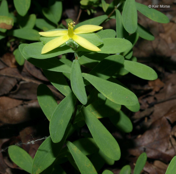 Imagem de Hypericum hypericoides subsp. multicaule (Michaux ex Willd.) N. K. B. Robson