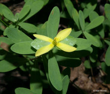 Image de Hypericum hypericoides subsp. multicaule (Michaux ex Willd.) N. K. B. Robson