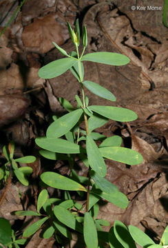 Imagem de Hypericum hypericoides subsp. multicaule (Michaux ex Willd.) N. K. B. Robson