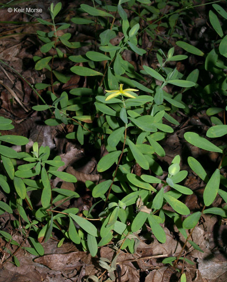 Image de Hypericum hypericoides subsp. multicaule (Michaux ex Willd.) N. K. B. Robson