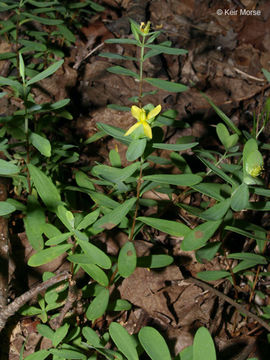 Imagem de Hypericum hypericoides subsp. multicaule (Michaux ex Willd.) N. K. B. Robson