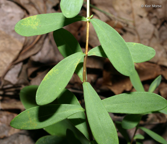 Image de Hypericum hypericoides subsp. multicaule (Michaux ex Willd.) N. K. B. Robson