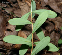 Image de Hypericum hypericoides subsp. multicaule (Michaux ex Willd.) N. K. B. Robson