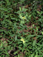 Image de Hypericum hypericoides subsp. multicaule (Michaux ex Willd.) N. K. B. Robson