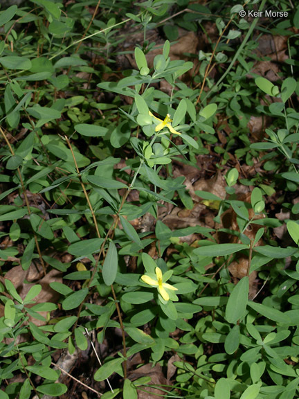 Imagem de Hypericum hypericoides subsp. multicaule (Michaux ex Willd.) N. K. B. Robson