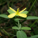 Imagem de Hypericum hypericoides subsp. multicaule (Michaux ex Willd.) N. K. B. Robson