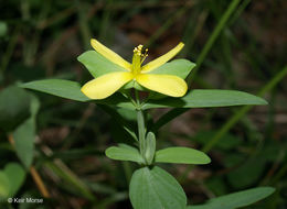 Image de Hypericum hypericoides subsp. multicaule (Michaux ex Willd.) N. K. B. Robson