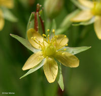 Sivun Hypericum majus (A. Gray) Britton kuva