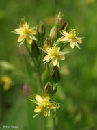 Sivun Hypericum majus (A. Gray) Britton kuva