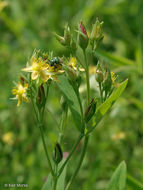 Image of large St. Johnswort