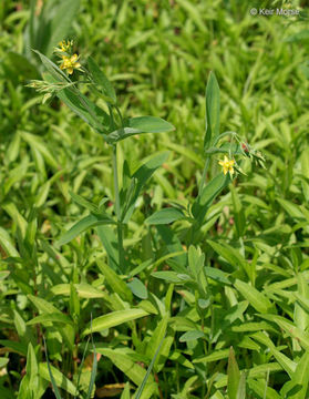 Image of large St. Johnswort