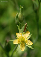 Sivun Hypericum majus (A. Gray) Britton kuva