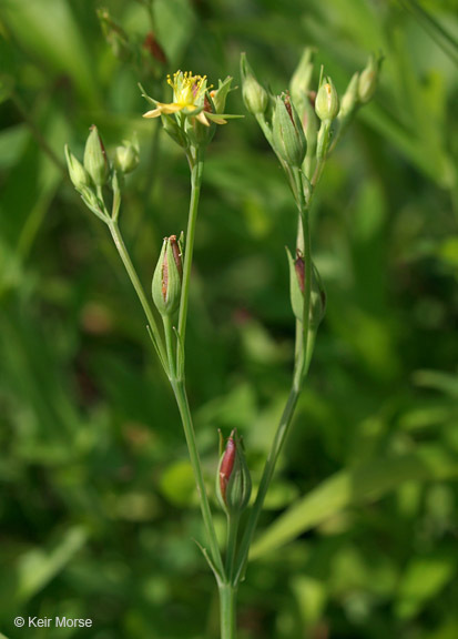 Sivun Hypericum majus (A. Gray) Britton kuva