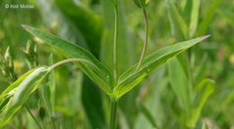 Image of large St. Johnswort