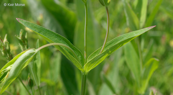 Sivun Hypericum majus (A. Gray) Britton kuva