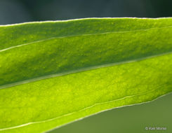 Image of large St. Johnswort