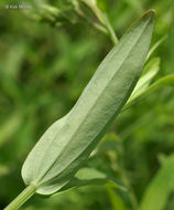 Sivun Hypericum majus (A. Gray) Britton kuva