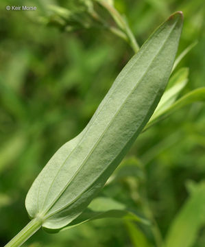 Image of large St. Johnswort