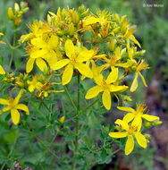 Image of St John's wort