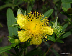 Image de Hypericum prolificum L.