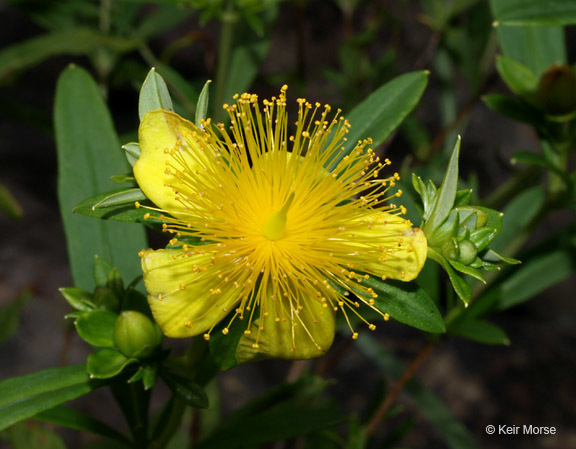 Image of shrubby St. Johnswort